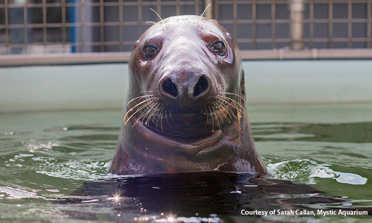 Shoebert the Seal